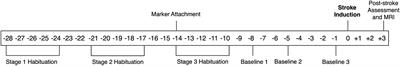 Neurological scoring and gait kinematics to assess functional outcome in an ovine model of ischaemic stroke